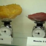 muscle-vs-fat